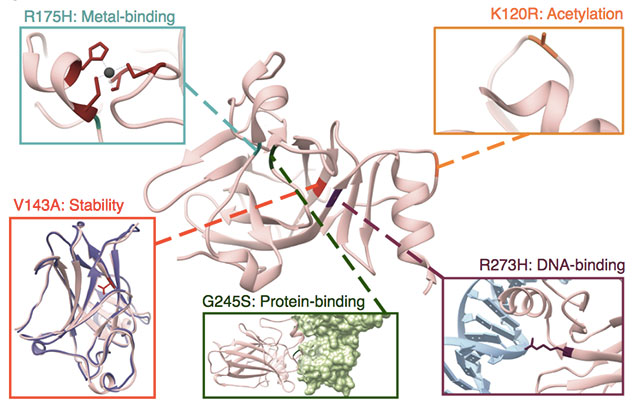 Radivojac's work shows that, for the same protein, there could be different processes disrupted at the molecular level. Here, human tumor suppressor p53 is used to illustrate the numerous possible effects of amino acid substitutions on protein structure and function. Protein Data Bank IDs for the structures shown are 1TUP, 1YCS, 2J1W, and2YBG. (Nature Communications, 2020)