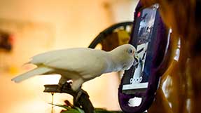 04/10/23 – JUPITER, FL. – Jennifer Cunha, Northeastern affiliated researcher, work with Ellie, Cunha’s 11-year-old Goffin’s cockatoo, at her home in Jupiter, Florida on April 10, 2023. Photo by Matthew Modoono/Northeastern University