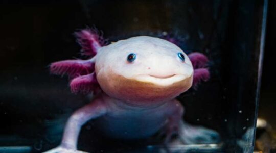 The axolotl — especially the white and pink variety, shown here — has taken popular culture by storm thanks to its cute smile and feathery gills. Photo by Alyssa Stone/Northeastern University.