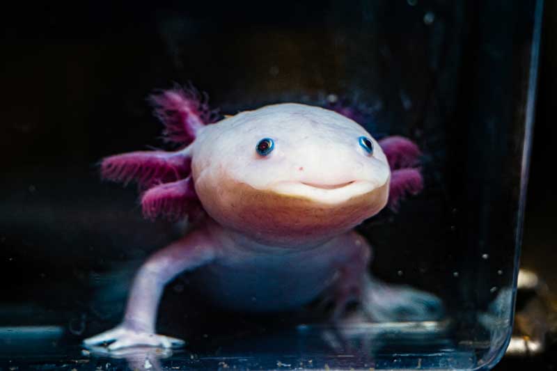 The axolotl — especially the white and pink variety, shown here — has taken popular culture by storm thanks to its cute smile and feathery gills. Photo by Alyssa Stone/Northeastern University.