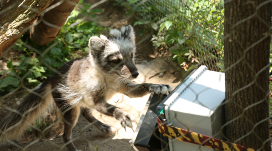 An image of an arctic fox using an enrichment puzzle box in a zoo