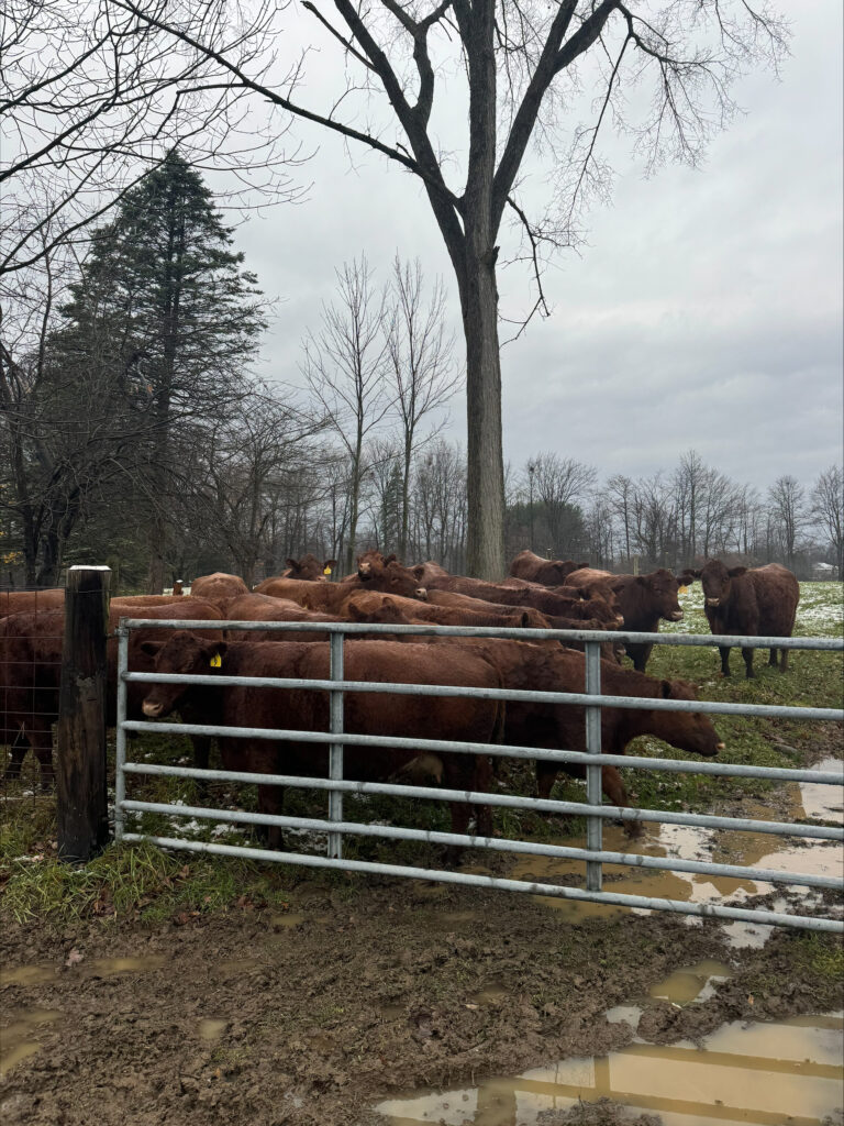 a shot of a farm including a metal fence and some cows behind it